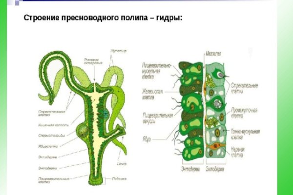 Kraken istand onion